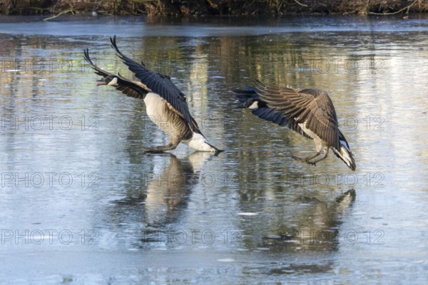 Canada geese (Branta canadensis), a pair in flight, landing on a frozen lake, Hesse, Germany, Europe