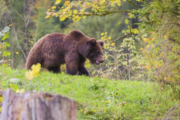 A young male Eurasian brown bear (Ursus arctos arctos) stands on a meadow between bushes