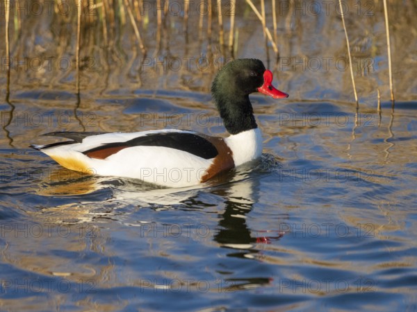 Common Shelduck (Tadorna tadorna), male adult bird, swimming along a ditch, with its reflection in the water, island of Texel, Holland