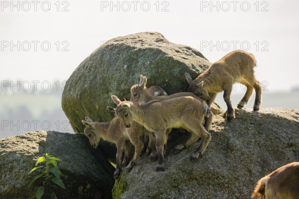 A group of young ibex (Capra ibex) play on a rock