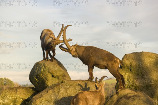Two ibex (Capra ibex) playing on a rock in the last light of the day