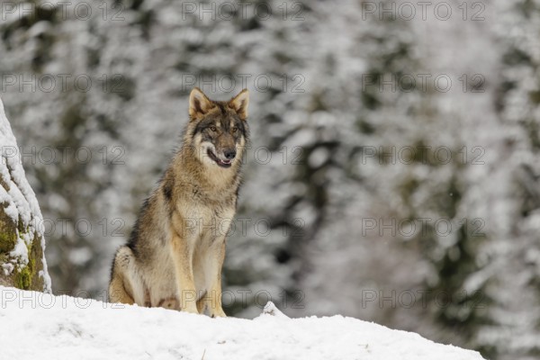 A young grey wolves (Canis lupus lupus) sits on a snow-covered hill on a cold, cloudy day. A forest can be seen in the background