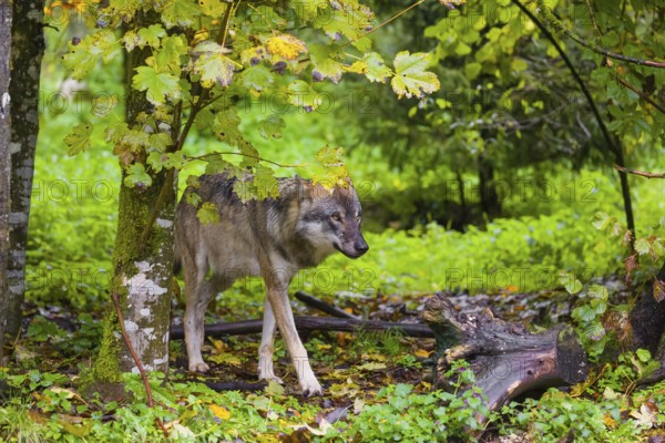 An adult male Eurasian gray wolf (Canis lupus lupus) walks in a green meadow at the edge of a forest