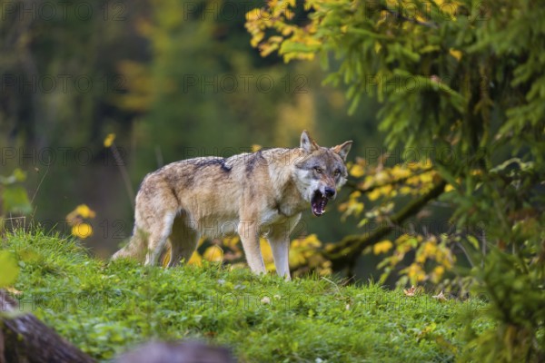 One eurasian gray wolf (Canis lupus lupus) stands on a hill, observing the area. A forest in fall colours in the background