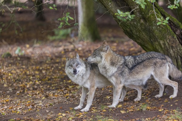 Two adult male eurasian gray wolves (Canis lupus lupus) standing in front of an old split tree at a forest edge
