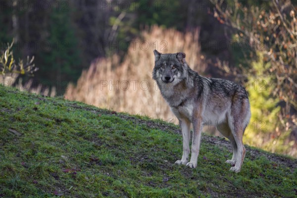 An adult male eurasian gray wolf (Canis lupus lupus) stands on a green meadow on hilly terrain