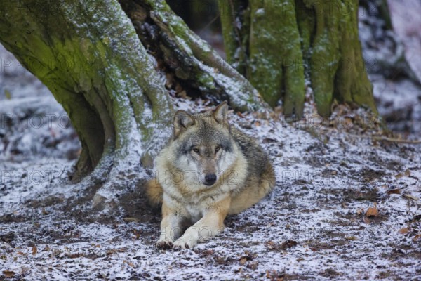 One adult male eurasian gray wolf (Canis lupus lupus) rests in front of an old split tree at a forest edge