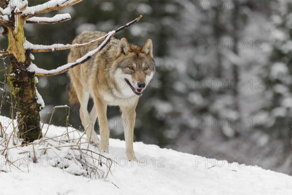 A young grey wolf (Canis lupus lupus) stands on a sloping, snow-covered meadow on a cold, cloudy day. A forest can be seen in the background