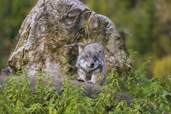 One eurasian gray wolf (Canis lupus lupus) stands on a log in front of a rock between green vegetation, observing the area. Intensive fall colours in the background