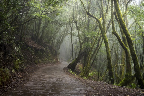 Hiking trail in the cloud forest. Laurel trees with moss and lichen. Foggy weather. Garajonay National Park, La Gomera, Canary Islands, Spain, Europe