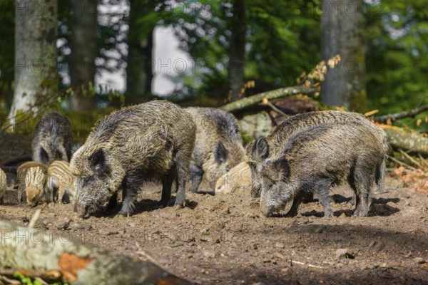 A pack of wild boars (Sus scrofa) look for food in a clearing