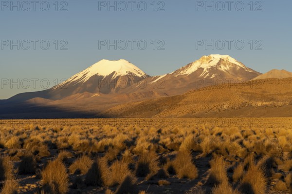 Snow-capped volcanoes Parinacota and Pomerape at dawn, Sajama National Park, Puna vegetation, Curahuara de Carangas, Departamento Oruro, Bolivia, South America