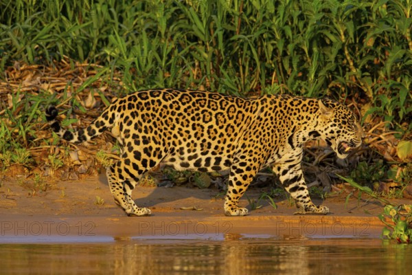 Jaguar (Panthera onca) Pantanal Brazil