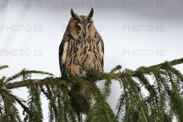 Long-eared owl (Asio otus), adult, on tree, in winter, snow, alert, Bohemian Forest, Czech Republic, Europe