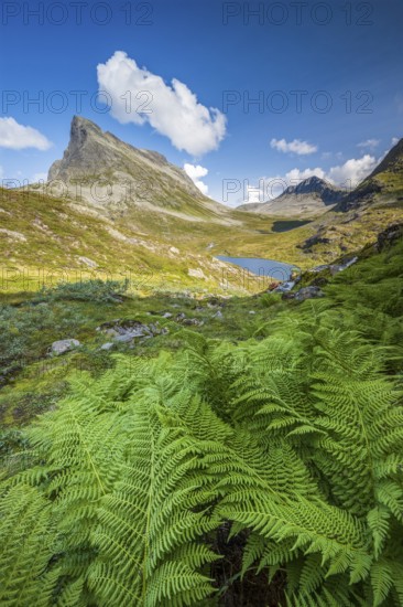 View of the Alnesdalen valley, Stigbotthornet mountain, Alnesvatnet lake, Reinheimen National Park, Møre og Romsdal, Norway, Europe