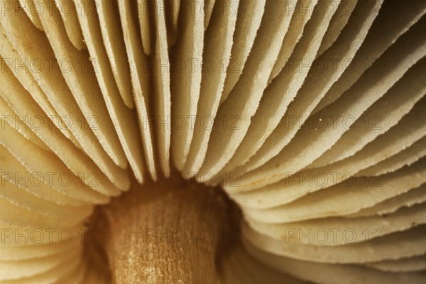Mushroom, worm's eye view showing underside of cap with gills, lamellas, lamellae