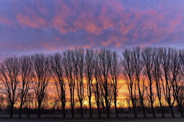 Winter row of trees in the morning glow, Lower Rhine, North Rhine-Westphalia, Germany, Europe