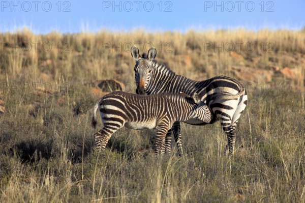 Cape mountain zebras (Equus zebra zebra), mare suckling foal, Mountain Zebra National Park, South Africa, l.s, Africa