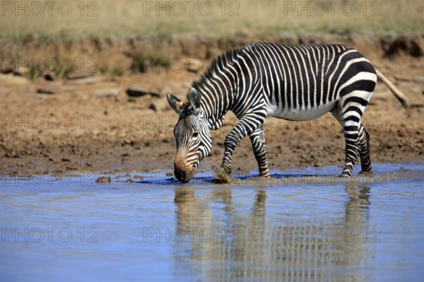 Cape mountain zebra (Equus zebra zebra), Mountain Zebra National Park, South Africa, lateral view, Africa