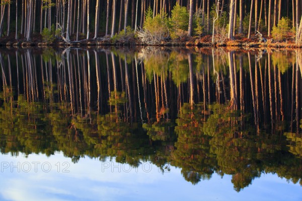 Pine forest , Scots pine, Cairngorms National Park, Scotland, United Kingdom, Europe