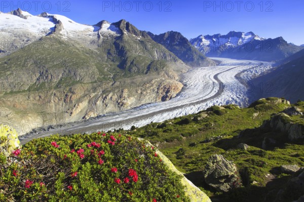 Alpine rose( Rhododendron spec.) , Bathtub horns, Aletsch glacier, Valais, Switzerland, Europe