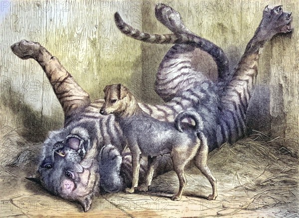 A small dog plays with a young tiger with whom he grew up together, in the zoo of Cologne, 1869, Germany, Historic, digitally restored reproduction of an original 19th century painting, exact original date unknown, Europe