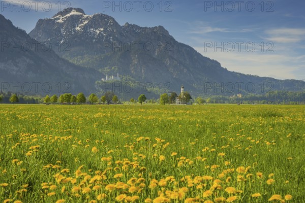 Blooming dandelion meadow, behind pilgrimage church St. Coloman, Neuschwanstein Castle and the Säuling, 2047m, Allgäu, Bavaria, Germany, Europe