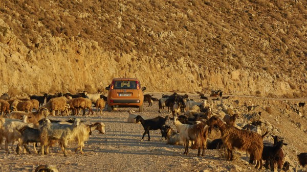 Goats (Caprae), red small car in herd of goats, morning light, Gramvoussa peninsula, Pirate Bay, Balos, Tigani, West Crete, island of Crete, Greece, Europe