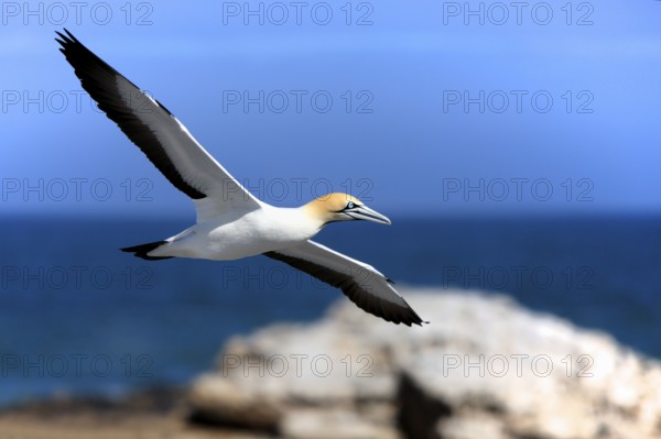 Cape gannet (Morus capensis), Lambert's Bay, South Africa (Sula capensis)