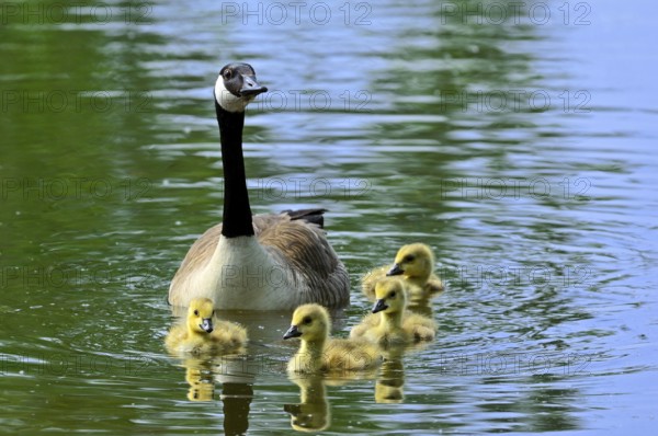 Canada goose (Branta canadensis) swimming with goslings in the lake