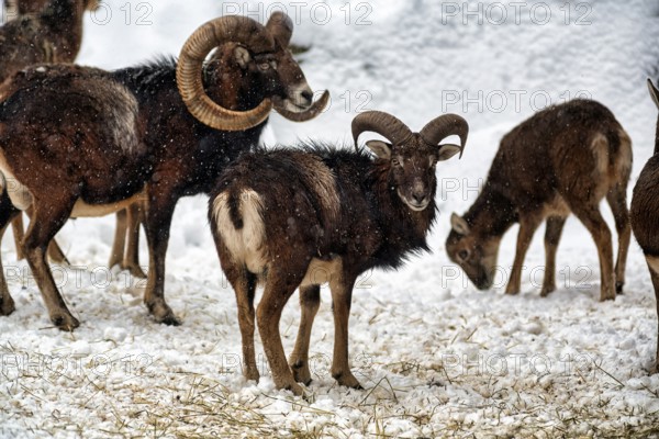 European mouflons (Ovis gmelini musimon) with lamb, mouflon deer in the snow, feeding scene, Neuhaus Wildlife Park in winter, Neuhaus im Solling, Solling-Vogler nature park Park, Lower Saxony, Germany, Europe