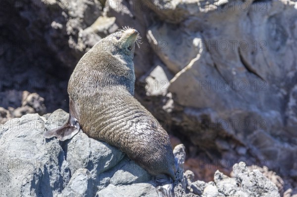 Robben (Pinnipedia), Bootsfahrt, Akaroa, Banks Peninsula, Canterbury, Neuseeland