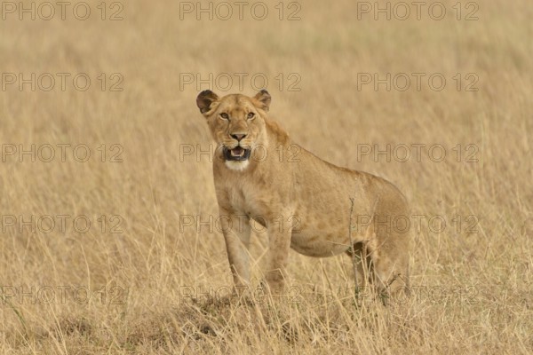 Lioness (Panthera Leo), Massai Mara, Rift Valley Province, Kenya, Africa