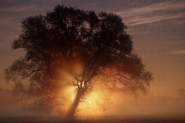 Foggy atmosphere with backlight in the morning, Middle Elbe Biosphere Reserve, Saxony-Anhalt, Germany, Europe
