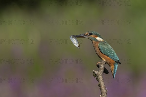 Kingfisher with captured fish. Austria, Upper Austria