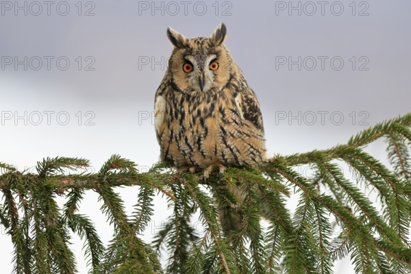 Long-eared owl (Asio otus), adult, on tree, in winter, snow, alert, Bohemian Forest, Czech Republic, Europe