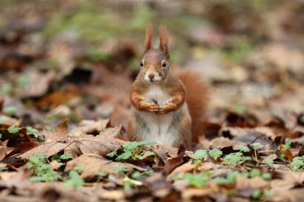 Eurasian red squirrel (Sciurus vulgaris) in a meadow, wildlife, Germany, Europe