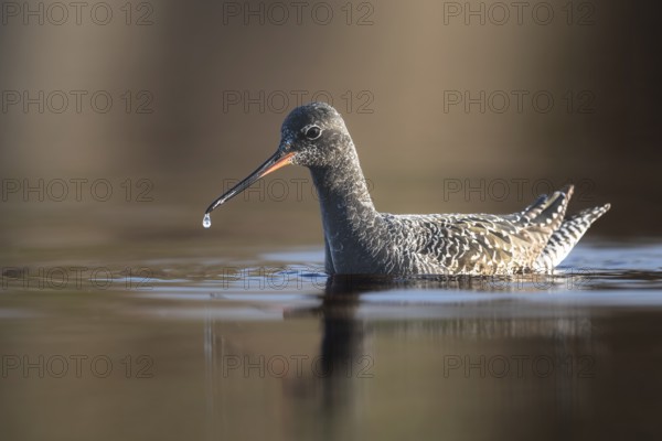 Spotted Redshank up to its breast in the water foraging for food