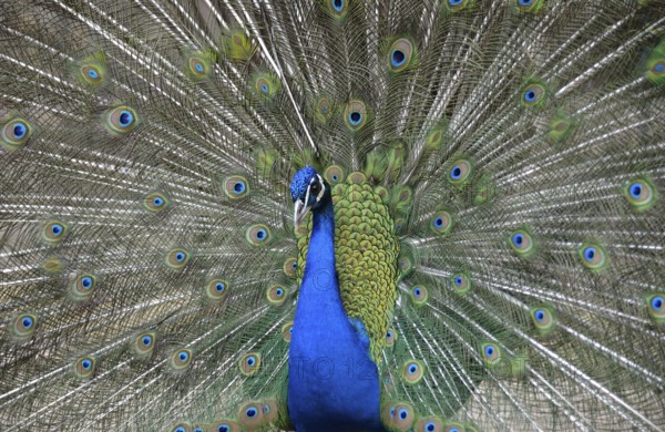 Blue Peacock (Pavo cristatus), courtship display with spread feathers, Majorca, Balearic Islands, Spain, Europe