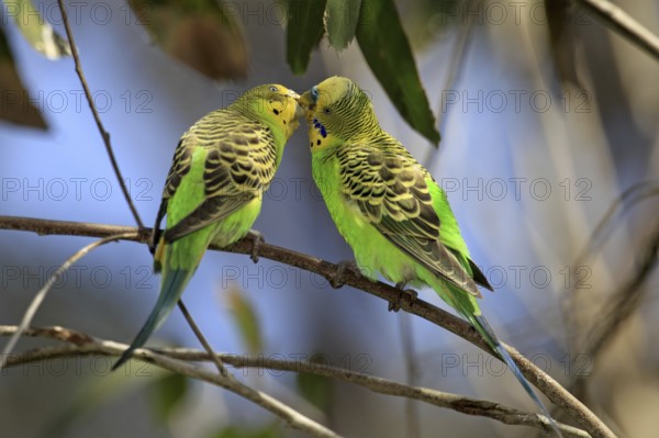 Budgerigars (Melopsittacus undulatus), pair, courtship display, Alice Springs, Australia, Oceania