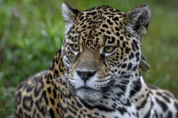 Jaguar (Panthera onca), Breeding Station of the Conservation Land Trust, Iberá Project, Esteros del Iberá, San Alonso Island, Corrientes Province, Argentina, South America