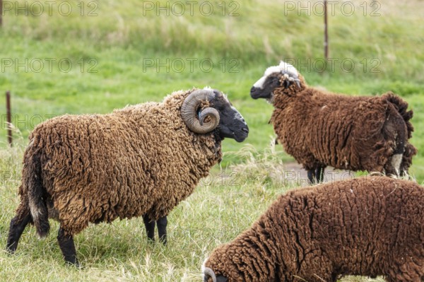 Goats (Capra), Otago Peninsula, New Zealand, Oceania