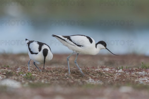 Avocet (Recurvirostra avosetta), Paar am Nest, Burgenland, Austria, Europe