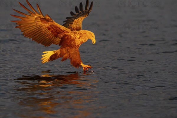 White-tailed eagle (Haliaeetus albicilla) catching fish in the light of the midnight sun, Norway, Europe