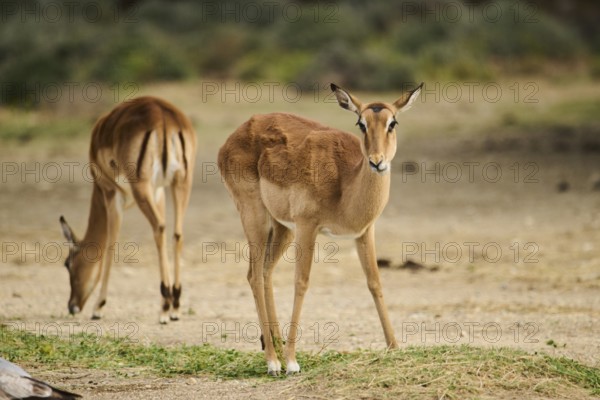 Female Impala (Aepyceros melampus) in the dessert, captive, distribution Africa