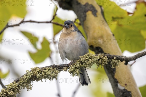 Madeiran chaffinch (Fringilla coelebs maderensis), sitting on a branch, Madeira, Portugal, Europe