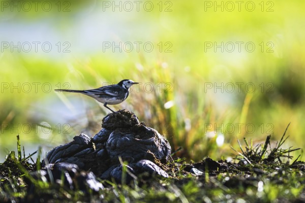 White Wagtail (Motacilla alba) bird in environment