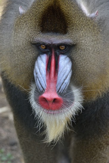 Mandrill (Mandrillus sphinx), male, animal portrait, captive, South-West Region, Cameroon, Africa