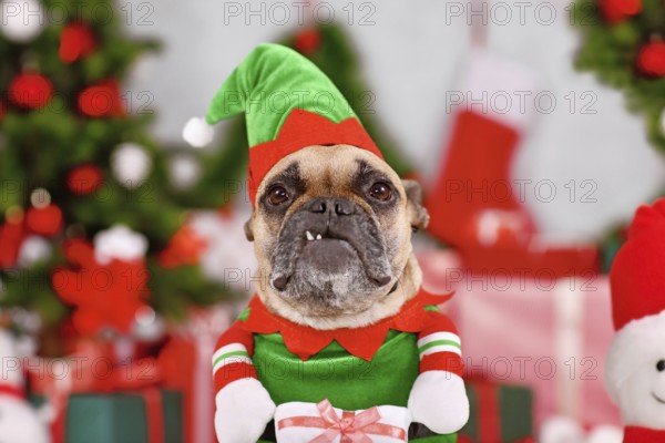 Funny French Bulldog dog wearing Christmas elf costume between seasonal decorations