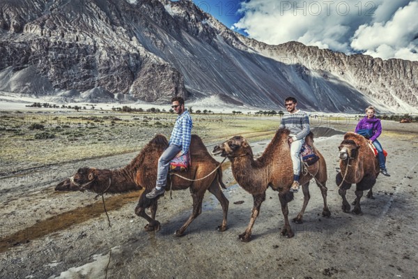 HUNDER, INDIA, SEPTEMBER 11, 2012: Western tourists riding camels in Nubra valley in Himalayas, Ladakh